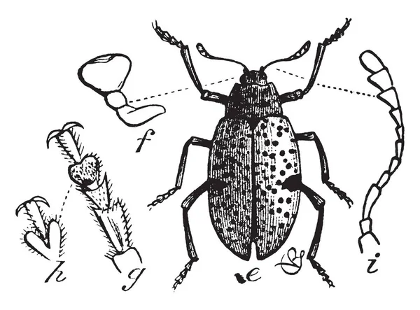 Schimmel Kever Die Snuitkevers Vintage Lijntekening Gravure Illustratie — Stockvector