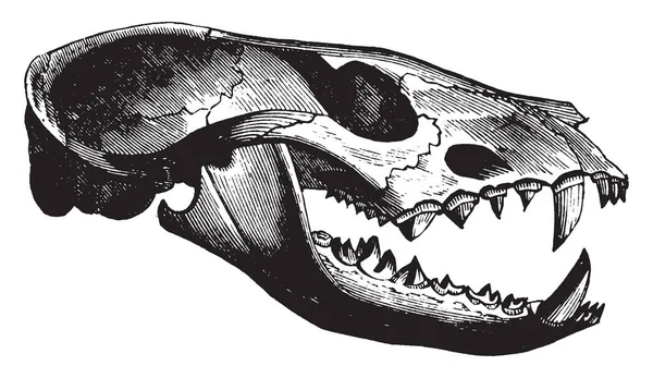 Civet Skull Che Zibetto Africano Abita Savane Foreste Dell Africa — Vettoriale Stock