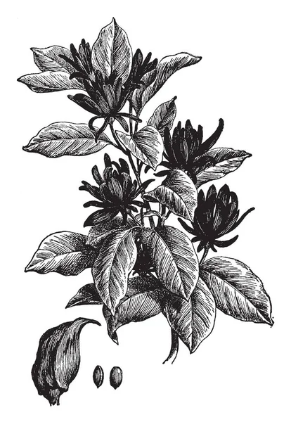 Цветочная Ветвь Calycanthus Floridus Имеет Темно Зеленые Листья Цветы Имеют — стоковый вектор