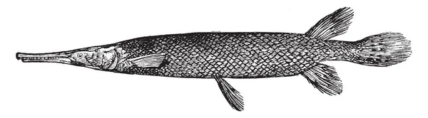 Shortnose Lepisosteidae Garpikes 的一条鱼 复古线条画或雕刻插图 — 图库矢量图片