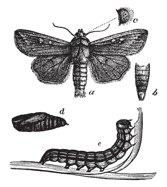 Leger Worm Die Een Nachtvlinder Uit Familie Noctuidae Vintage Lijntekening — Stockvector