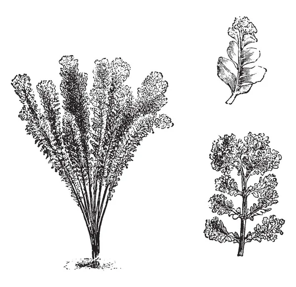 Esta Nephrodium Molle Corymb Iferum Plantas Parece Uma Vassoura Fonte —  Vetores de Stock