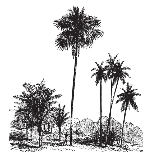 普通のヤシの木 ビンロウ ビンテージの刻まれた図 Vie Dans 1890 — ストックベクタ