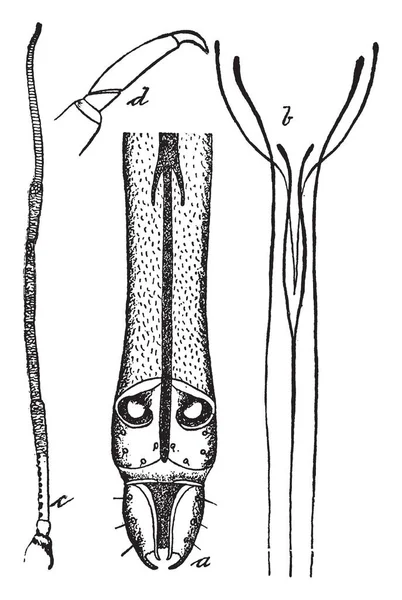 这个例证代表植物虱子的嘴部分 复古线图画或雕刻例证 — 图库矢量图片