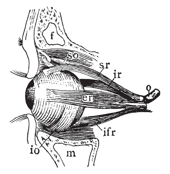 Cette Illustration Représente Muscles Left Eyeball Dessin Ligne Vintage Illustration — Image vectorielle