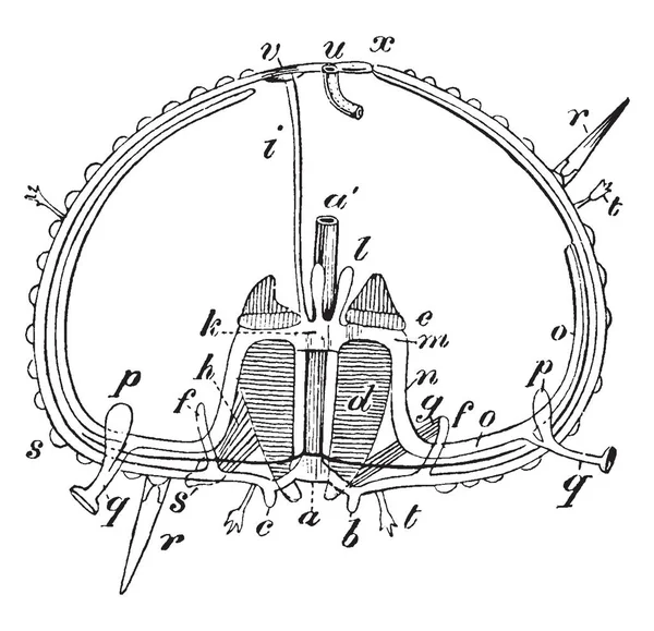 Иллюстрация Показывает Секцию Морского Ежа Показывает Рот Глотку Зубы Губы — стоковый вектор