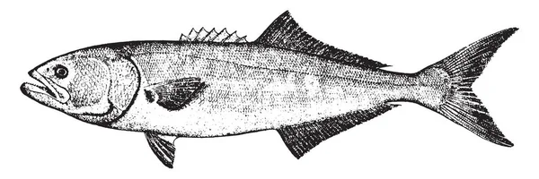 Bluefish Durchschnittsgewicht Von Bis Pfund Vintage Linienzeichnung Oder Gravur Illustration — Stockvektor