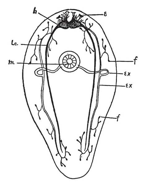 Turbellarian Şube Platyhelminthes Vintage Çizgi Çizme Veya Oyma Illüstrasyon Geleneksel — Stok Vektör