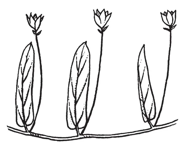 Arbusto Florido Família Nightshade Desenho Linha Vintage Gravura Ilustração — Vetor de Stock