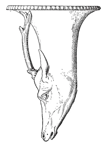 Rhyton 빈티지 새겨진 — 스톡 벡터