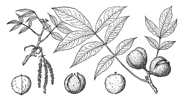 在这个框架里有一棵榕树 叶子是有果实的 在树枝上有花 复古线条画或雕刻插图 — 图库矢量图片