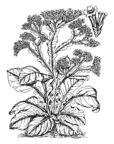 그림은 Limonium Statice 식물을 보여줍니다 그것은 Leadwort 가족에 속한다 회원은 — 스톡 벡터