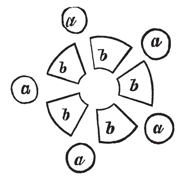 Image Montrant Graphique Figue Arrangement Des Étamines Des Carpelles Dessin — Image vectorielle