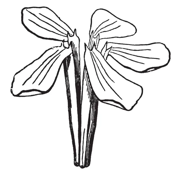 Las Flores Fragantes Tienen Cinco Pétalos Llamativos Color Blanco Rosado — Archivo Imágenes Vectoriales