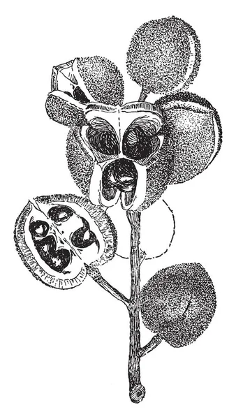 Resim Xanthoceras Sorbifolia Bitki Gösterir Tohum Ile Birlikte Küresel Meyve — Stok Vektör