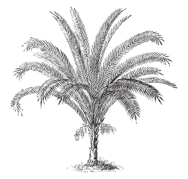Reclinata 是一个日期棕榈的类型 其最大增长高达五十英尺高 复古线条画或雕刻插图 — 图库矢量图片
