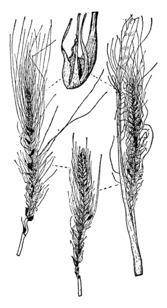 覆盖的黑穗病是由真菌黑粉菌 Hordei 引起的 它只攻击大麦 和一些相关的草 复古线条画或雕刻插图 — 图库矢量图片