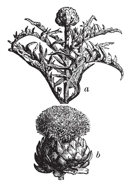 Die Artischocke Ist Ein Mehrjähriges Gemüse Gibt Mehr Als 140 — Stockvektor