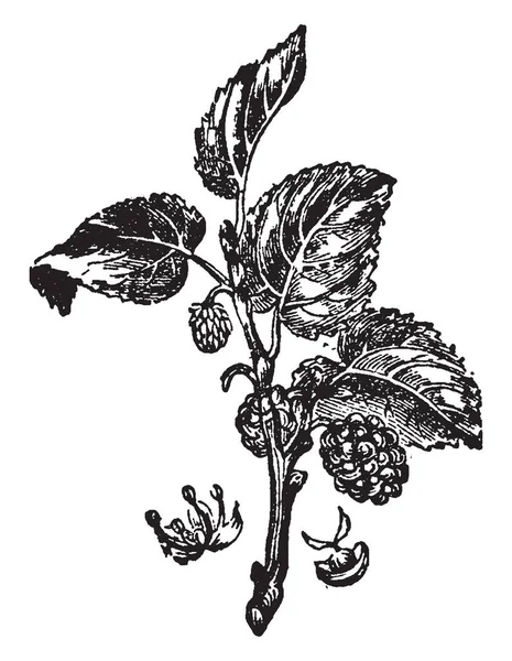 Obrázek Rostliny Mulberry Moruše Jsou Rychle Rostoucí Když Mladý Ale — Stockový vektor
