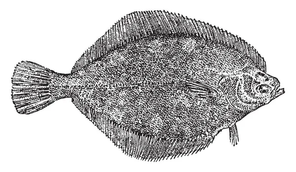Flatfish Member Order Pleuronectiformes Ray Finned Demersal Fishes Vintage Line — Stock Vector
