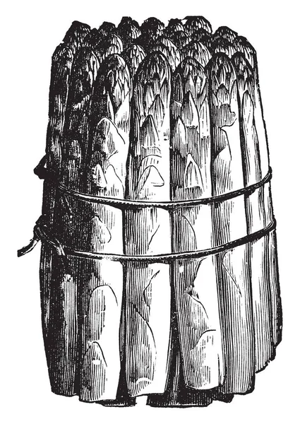 Овоч Спаржею Букет Спаржевих Овочів Вінтажного Малюнка Або Гравірувальної Ілюстрації — стоковий вектор