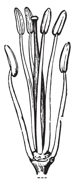 Una Foto Muestra Los Estambres Pistilo Mostaza Pistil Tiene Pollainsac — Archivo Imágenes Vectoriales