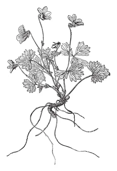 Una Imagen Muestra Rama Planta Viola Sheltonii Las Hojas Abanico — Archivo Imágenes Vectoriales