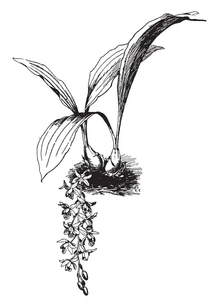 Coelogyne Massangeana 是一家非常受欢迎的室内植物 适合家庭或办公室 它有柔和的叶子 俗称玉米厂 复古线条画或雕刻插图 — 图库矢量图片