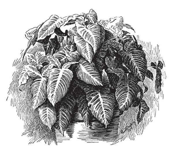 Xanthosoma Lindenii 是开花植物 它原产于热带美洲 它的叶子是大的在它的白色条纹 复古线条画或雕刻插图 — 图库矢量图片