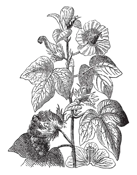 綿植物だし は非常に背が高く 多くの枝のまま 大きな ヴィンテージの線描画や彫刻イラスト — ストックベクタ