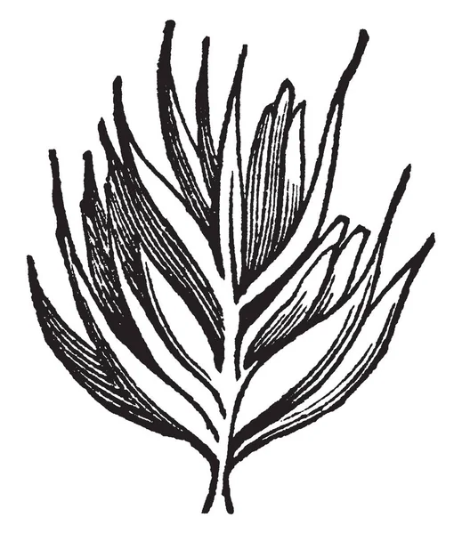 Tepeli Gösteren Dong Kuyruk Bitki Resimleri Bud Gibi Bak Yaprakları — Stok Vektör
