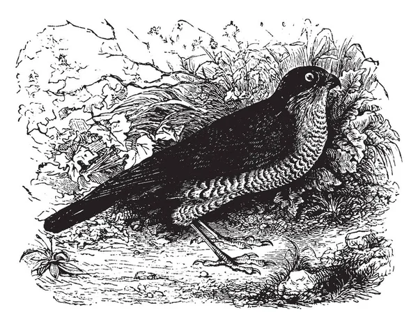 Europese Sperwer Voeden Voornamelijk Kleine Vogels Vintage Lijntekening Gravure Illustratie — Stockvector