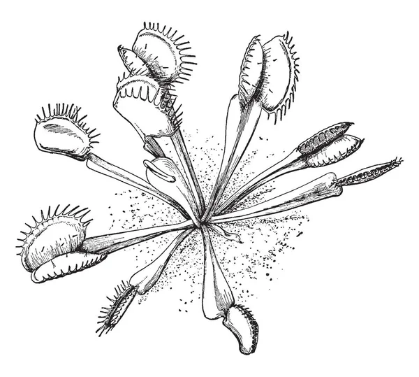 Imagem Vénus Planta Flytrap Apanha Suas Presas Insectos Com Uma — Vetor de Stock