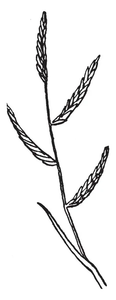 これはラッシュ塩の草の種子幹 ビンテージの線描画や彫刻イラストから成長を示してください — ストックベクタ