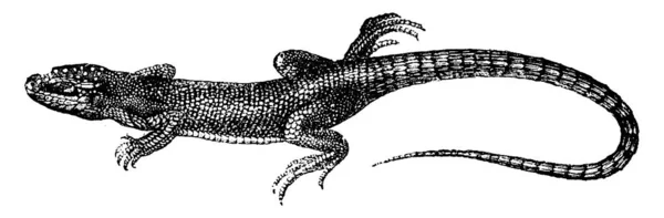 Kropkowana Zielony Jaszczurka Vintage Ilustracji Grawerowane Historii Naturalnej Zwierząt 1880 — Wektor stockowy