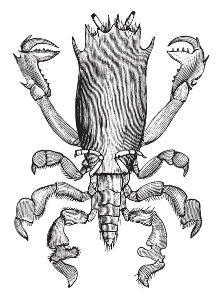 Frog Crab Est Une Espèce Crabe Comestible Dessin Ligne Vintage — Image vectorielle