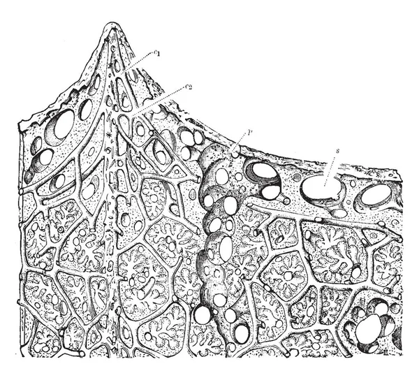 Section Supérieure Éponge Cavité Sous Cutanée Fiver Chef Squelette Sont — Image vectorielle