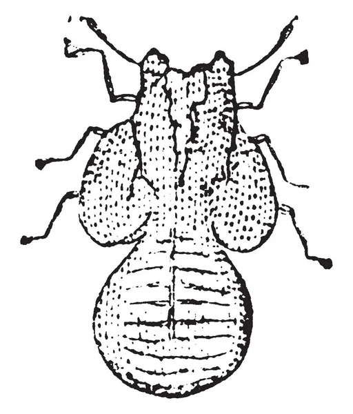 Larva Psylla Pyrisuga Live Päronträd Och Ibland Äppelträd Vintage Linje — Stock vektor