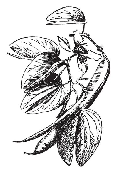 Est Bauhinia Kappleria Est Arbre Fort Qui Pousse Cinquante Pieds — Image vectorielle