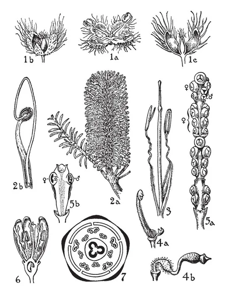 これらの植物は 開花植物 ビンテージの線描画や彫刻の図のすべての部分を示すこの画像に属する — ストックベクタ