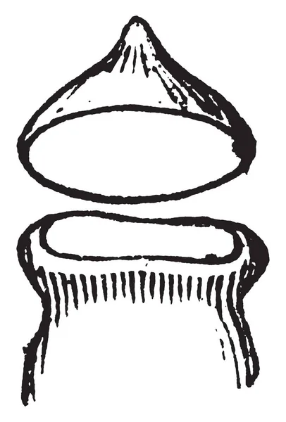 Physcomitrium 菌株のイメージ Physcomitrium 菌株は一般的な膀胱モスといいます これは胞子嚢 Physcomitrium ビンテージの線描画や彫刻イラストの戸ふたです — ストックベクタ