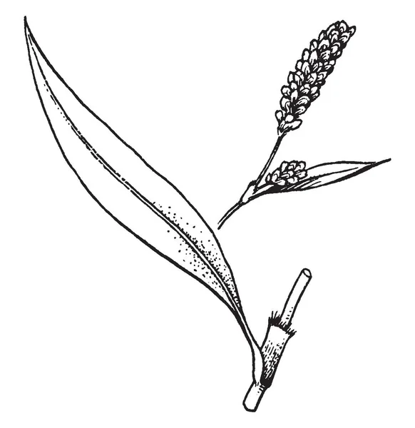 图像显示了何戈努姆植物的部分植物 这些部分是较窄的叶子 没有基部 花无柄 在终端尖刺 复古线图画或雕刻例证 — 图库矢量图片