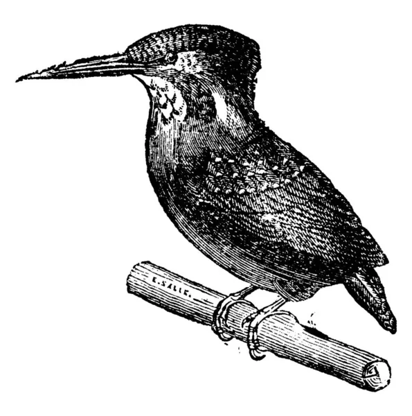 Kingfisher Ilustración Grabada Vintage Historia Natural Los Animales 1880 — Vector de stock