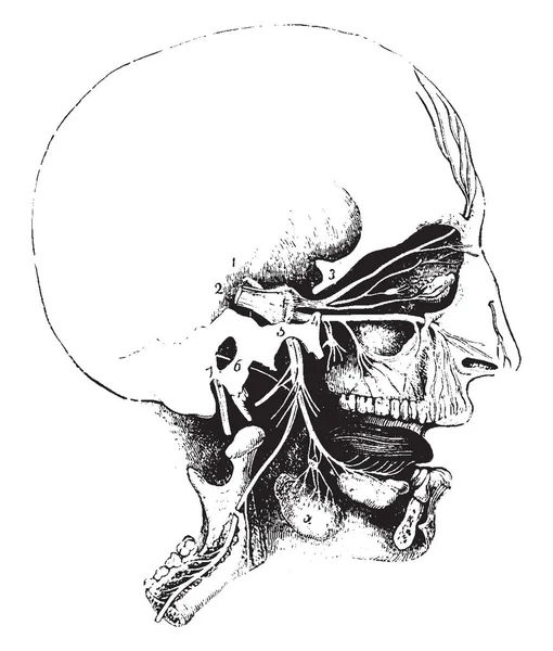 Deze Afbeelding Vertegenwoordigt Vijfde Zenuw Vintage Lijntekening Gravure Illustratie — Stockvector