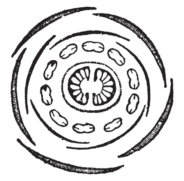 Resim Saxifrage bitki çiçek kısmı gösterir. Onun calyx ve corolla bölümüne sahip gösterir stamens on iki satır, vintage satır çizim veya gravür illüstrasyon.