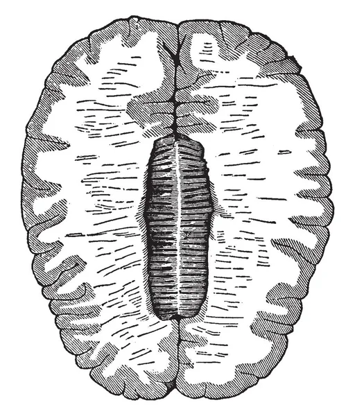 Outer Shaded Part Gray Matter Inner Lighter Area White Matter — Stock Vector