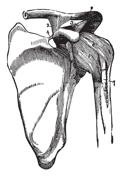 Cette Illustration Représente Articulation Épaule Les Ligaments Omoplate Dessin Ligne — Image vectorielle