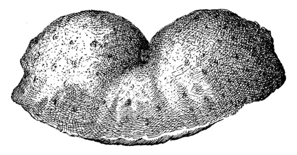 空气马铃薯是山药属的一种真正的山药 它是可食用的 有马铃薯一样的味道 复古线画或雕刻插图 — 图库矢量图片