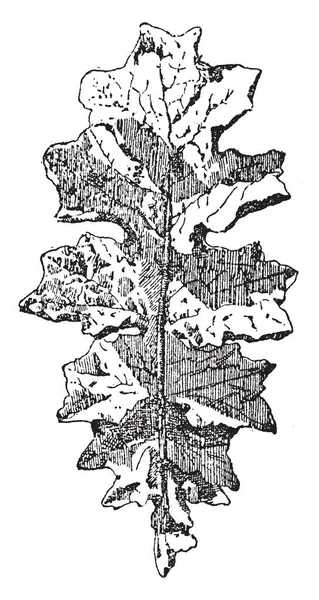 Лист Akanthos Mollis Имеют Один Большой Узор Листьев Этом Дизайне — стоковый вектор