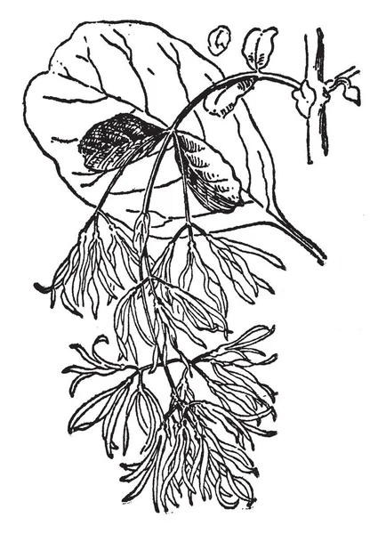 图像显示流苏锦葵 它是一个大灌木 树皮有鳞 褐色略带红色 芽是浅绿色 起初柔和 后来变成浅棕色或橙色 复古线条画或雕刻插图 — 图库矢量图片